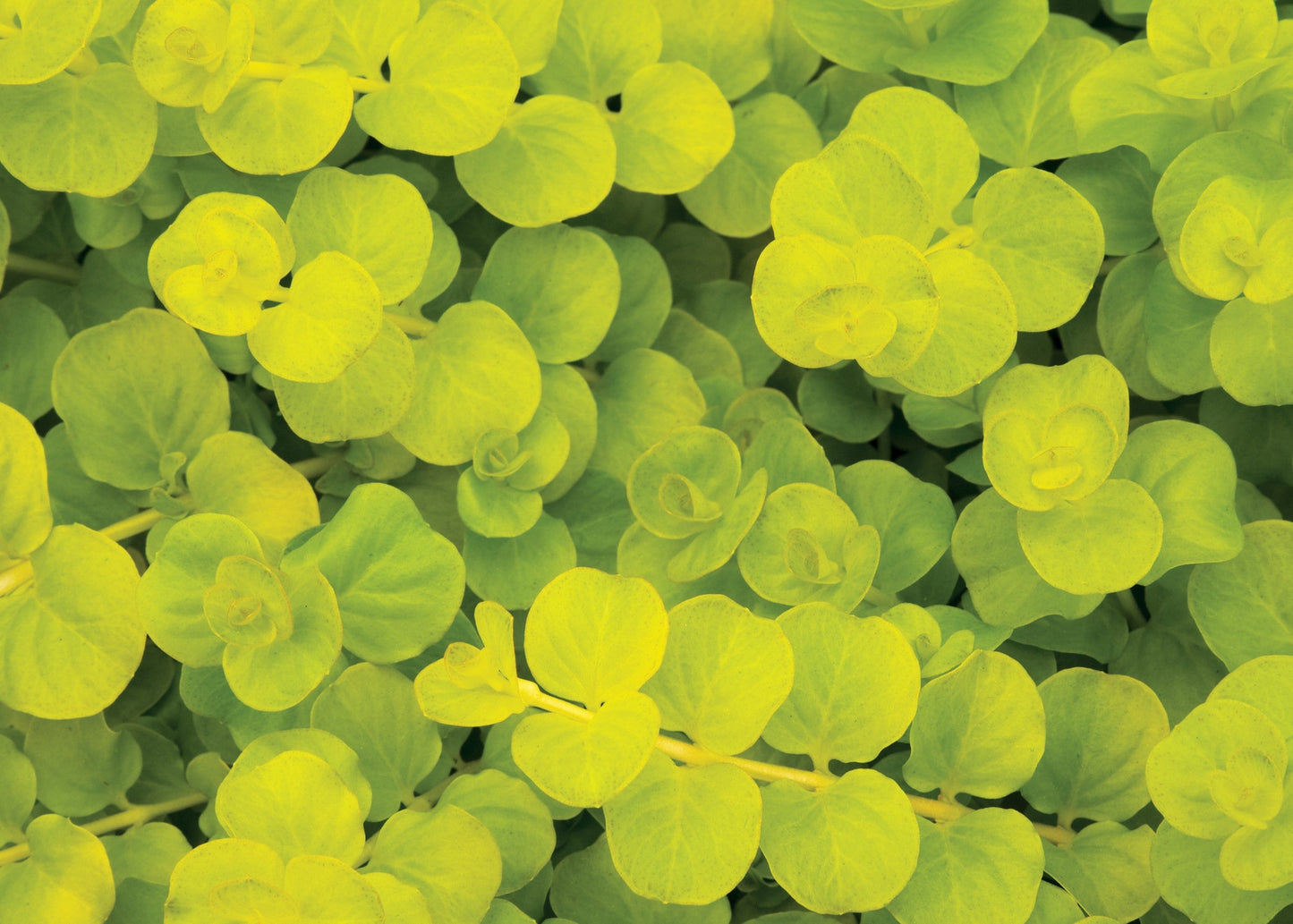 Creeping Jenny Goldi