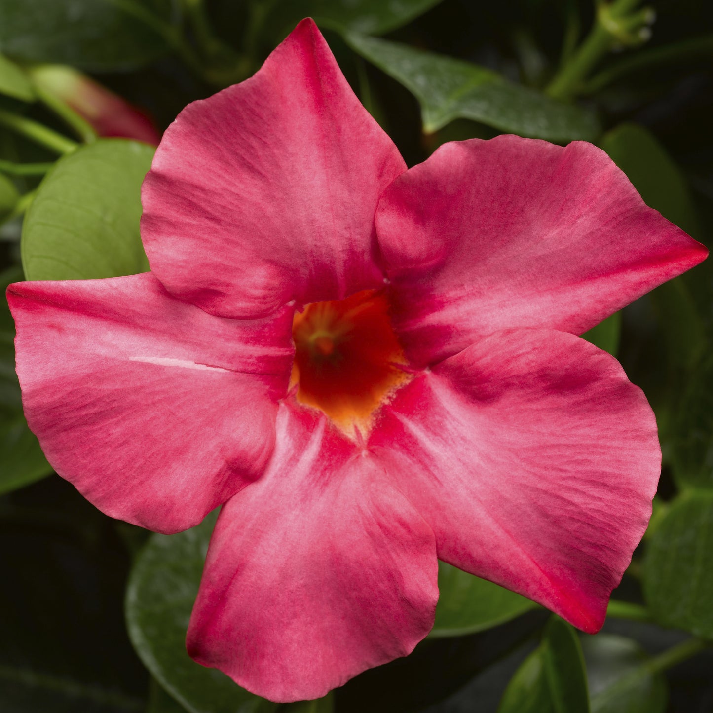 Coral Pink Mandevilla