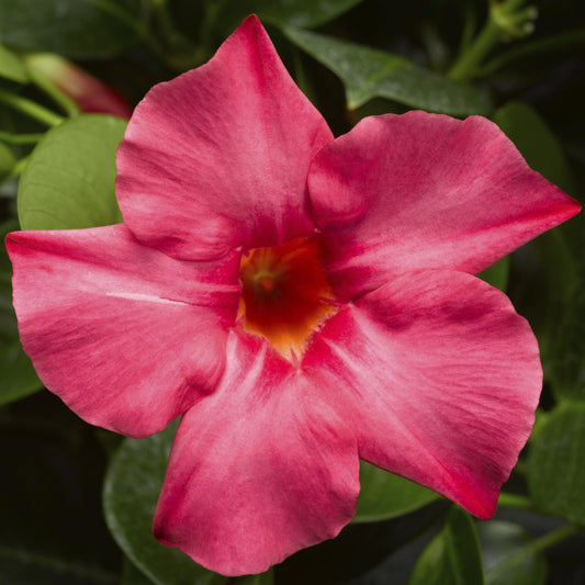 Coral Pink Mandevilla