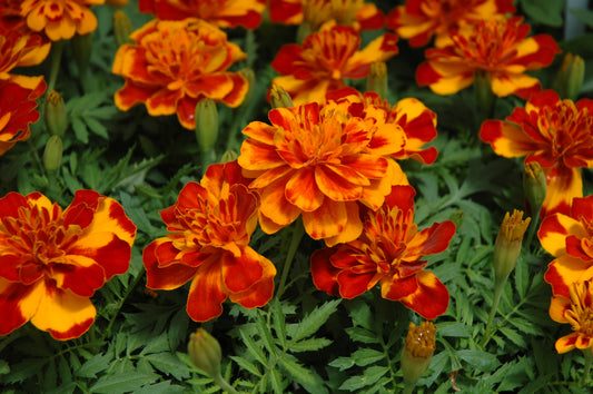 Bonanza Bolero Marigold