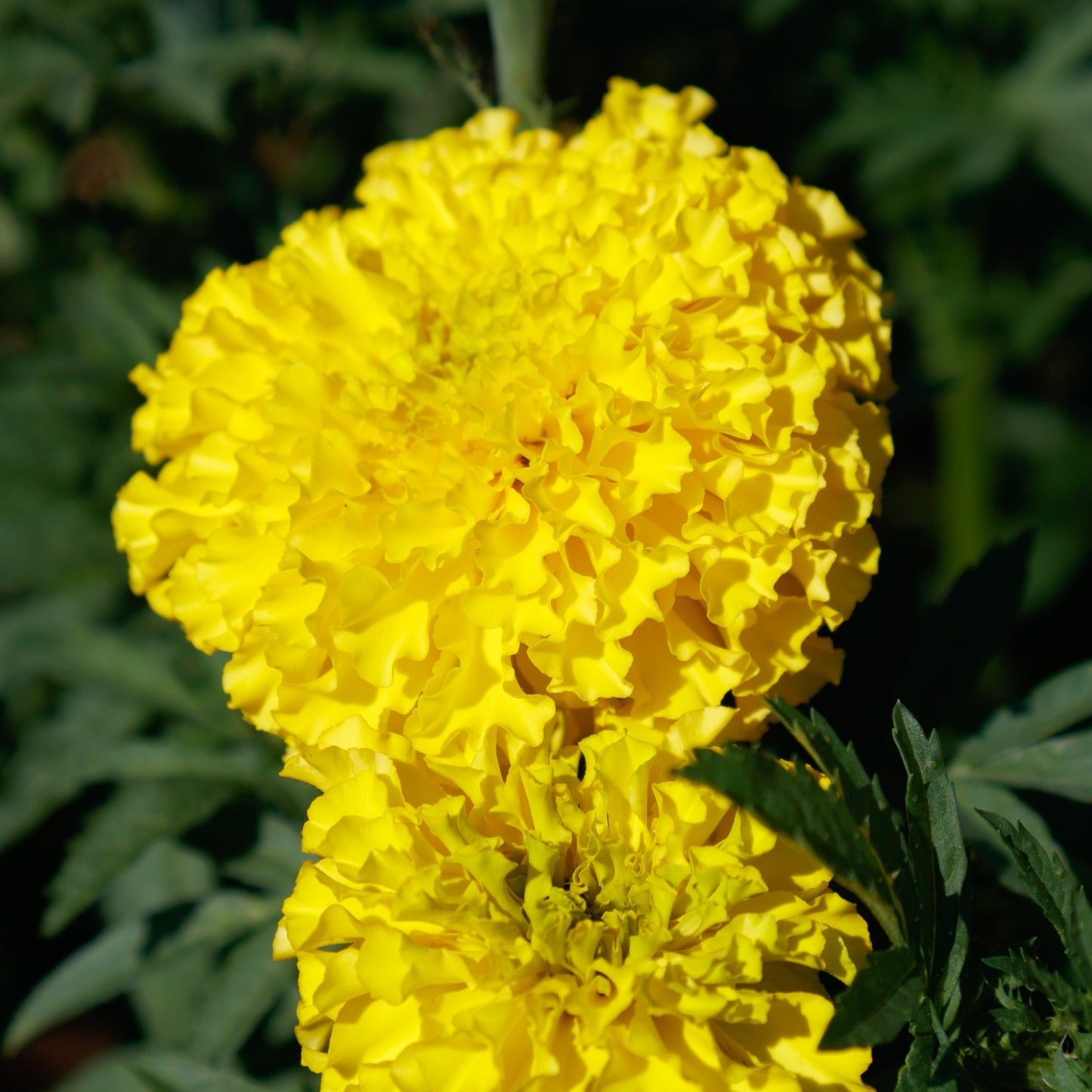 Marigold COCO