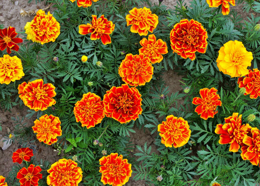 French Dwarf Mix Marigold