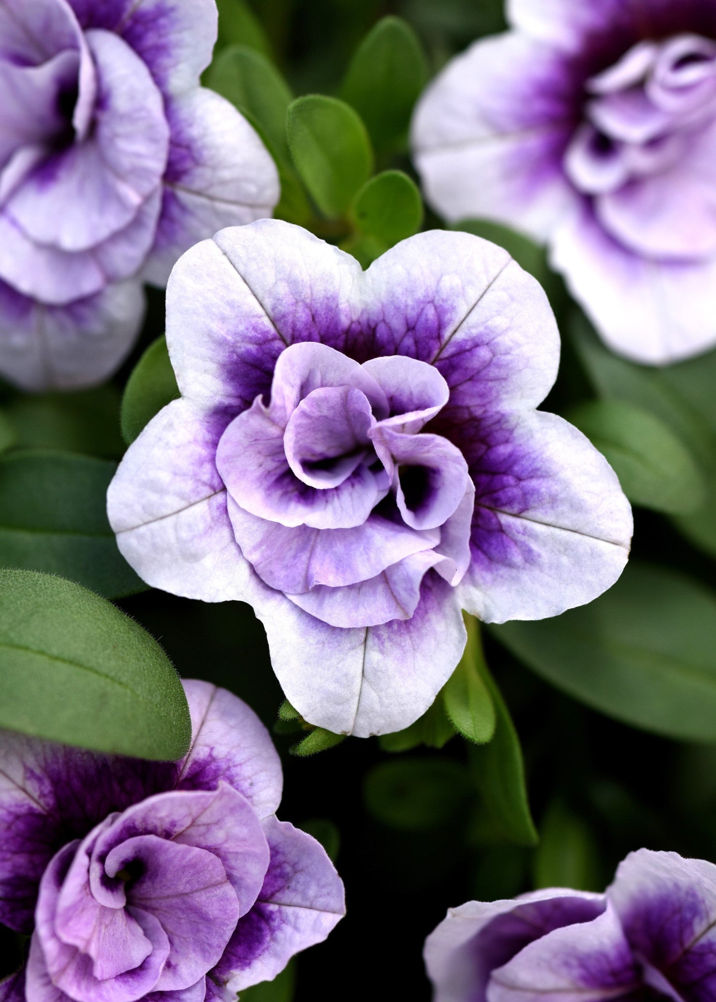 Calibrachoa MiniFamous® Neo Double