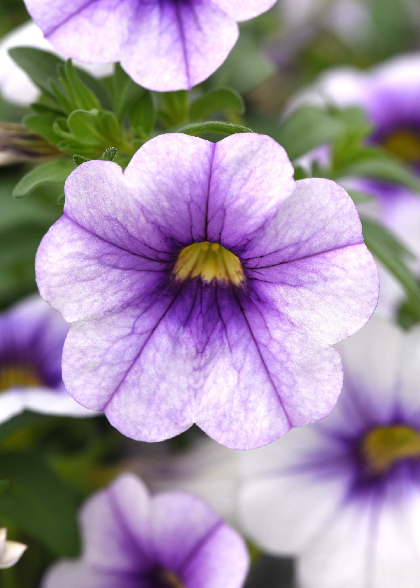 Calibrachoa MiniFamous® Neo