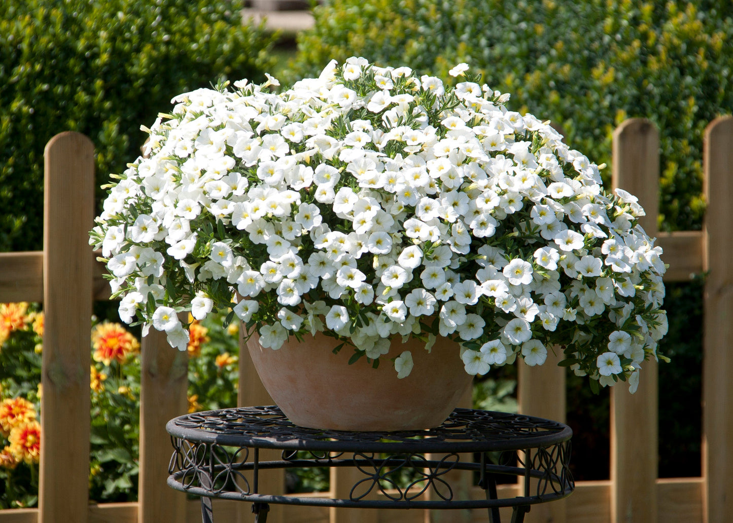 Calibrachoa MiniFamous® Neo