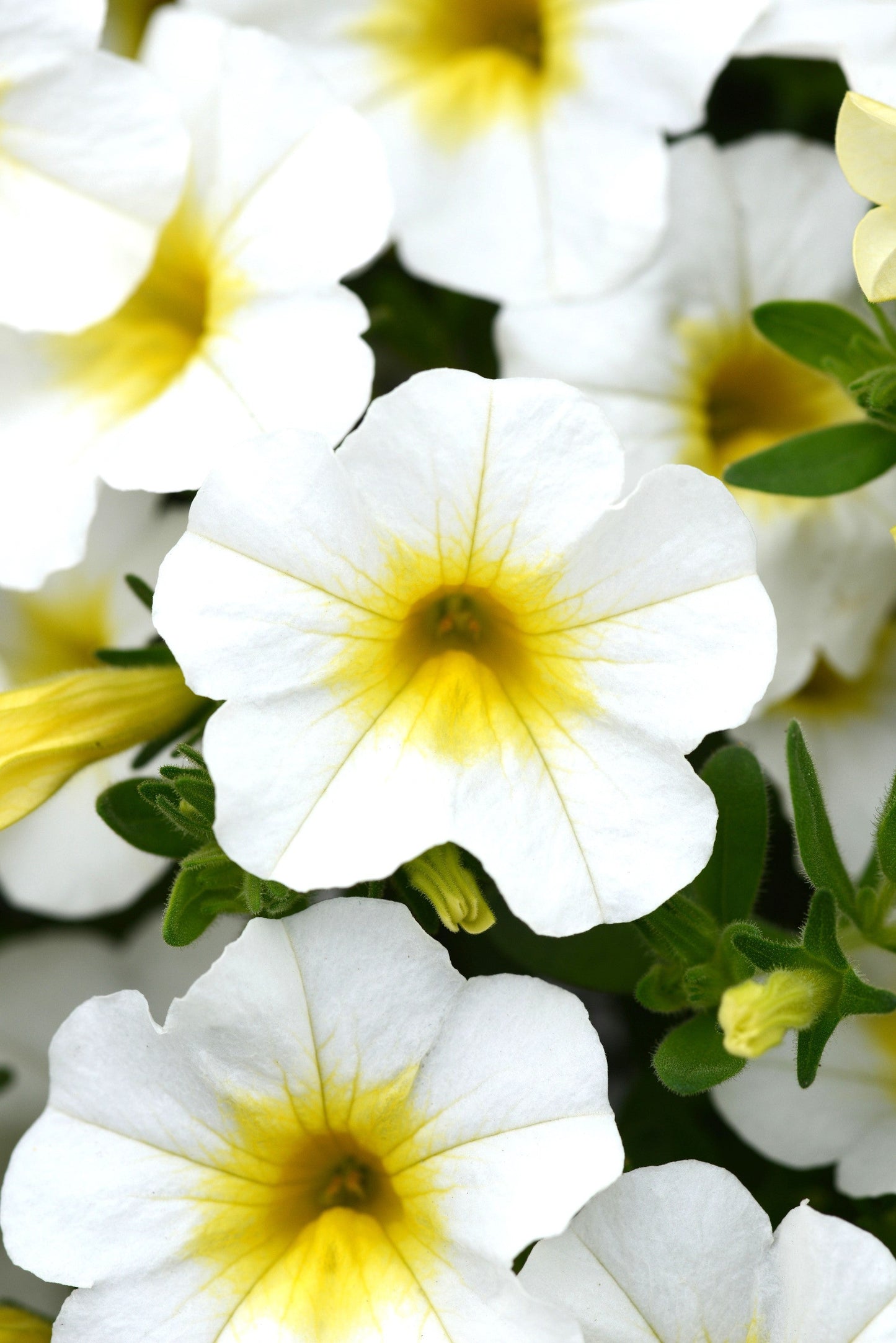 Calibrachoa MiniFamous® Neo