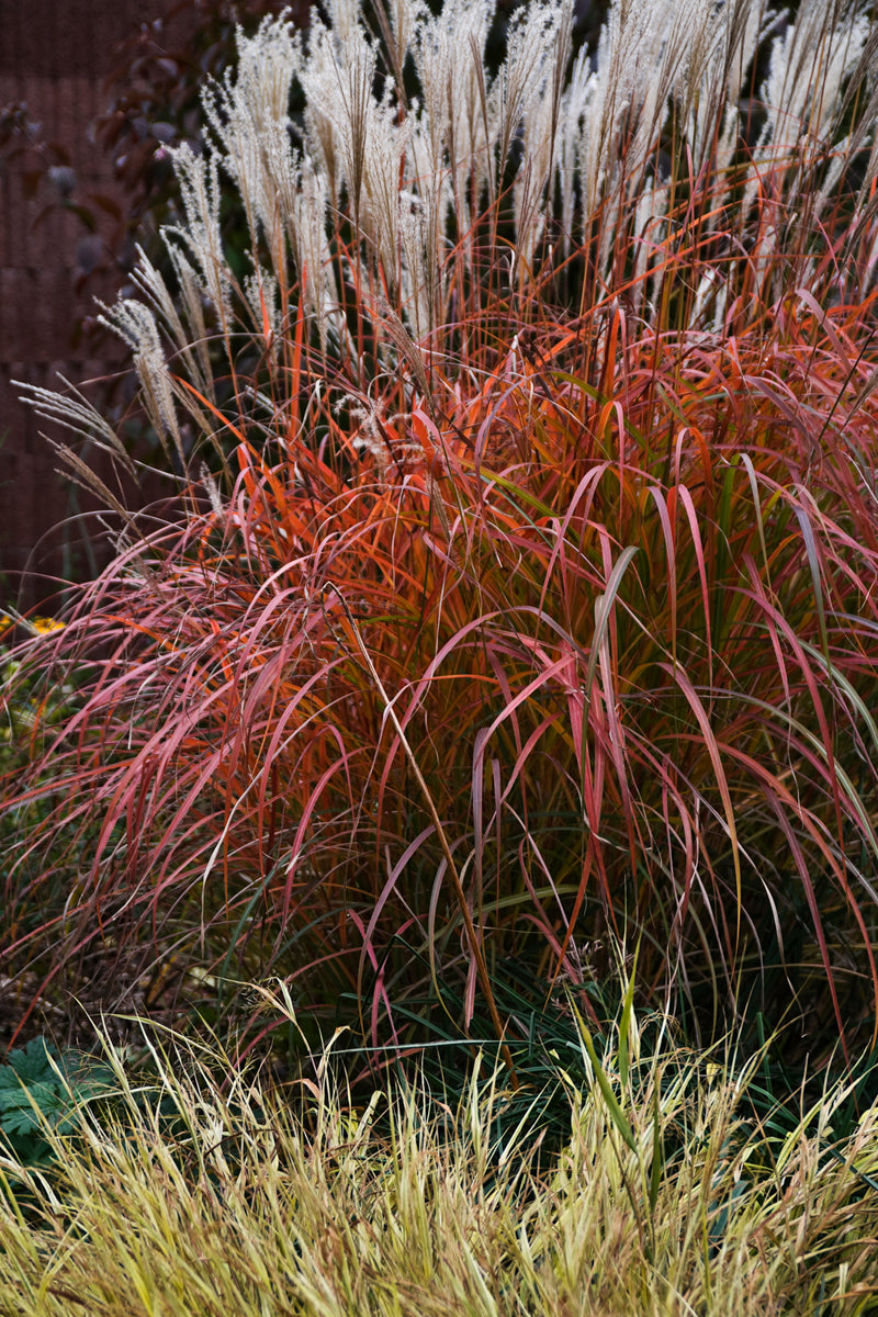 Miscanthus Fire Dragon