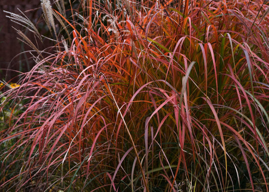 Fire Dragon Maiden Grass