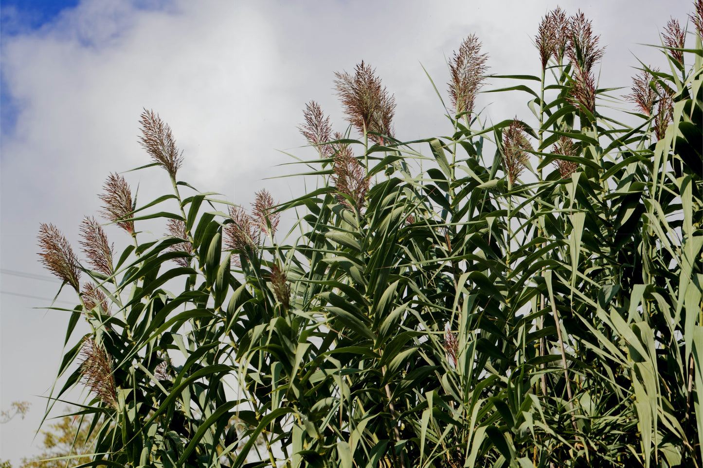 Giant Miscanthus Grass