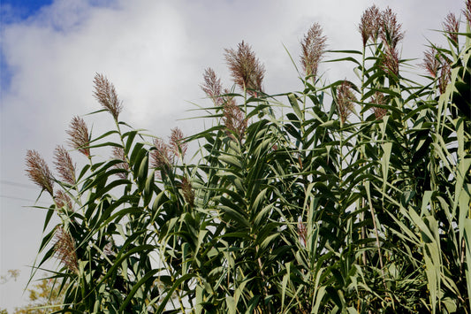 Giant Miscanthus Grass