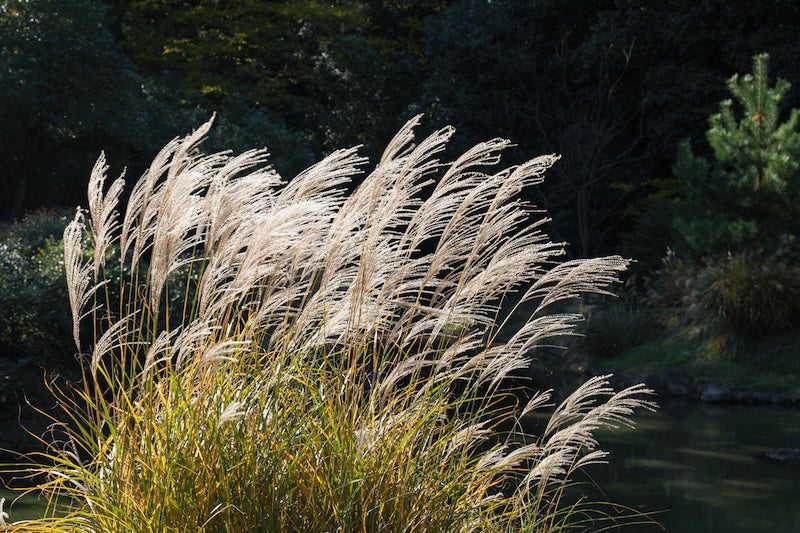 Maiden Grass