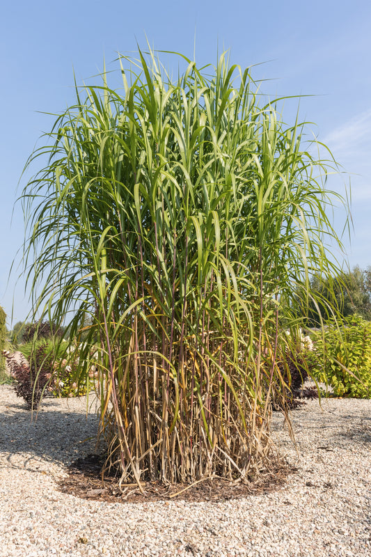 Miscanthus giganteus