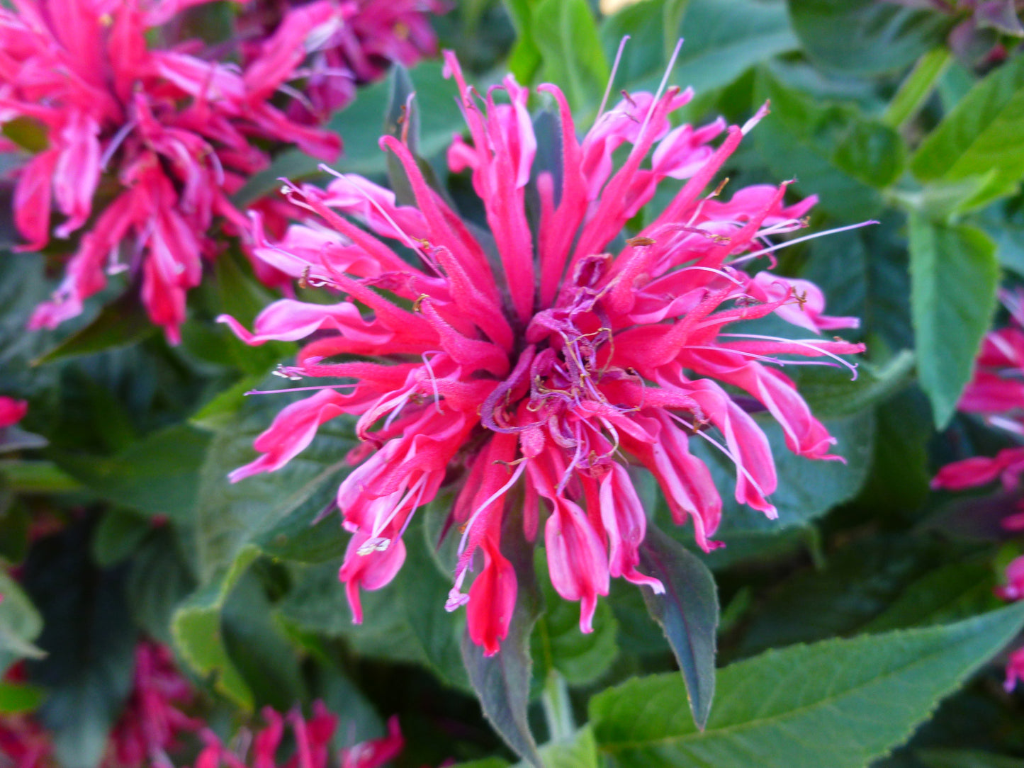 Balmy Rose Bee Balm