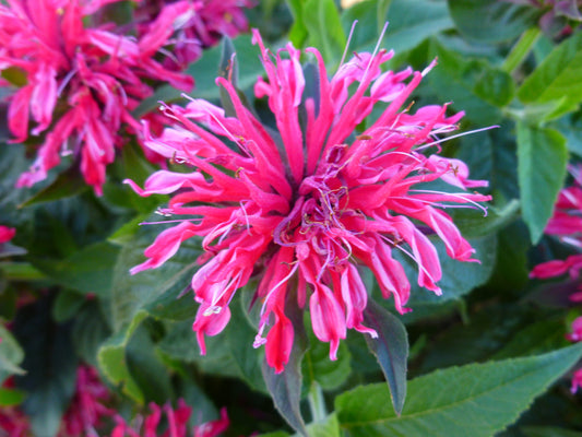Balmy Rose Bee Balm