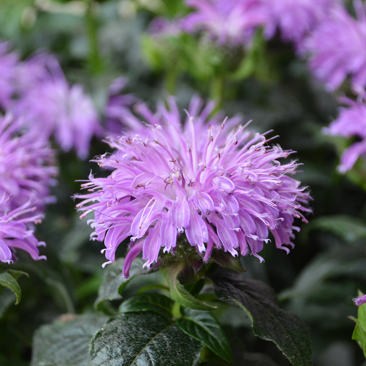 Sugar Buzz Blue Moon Bee Balm
