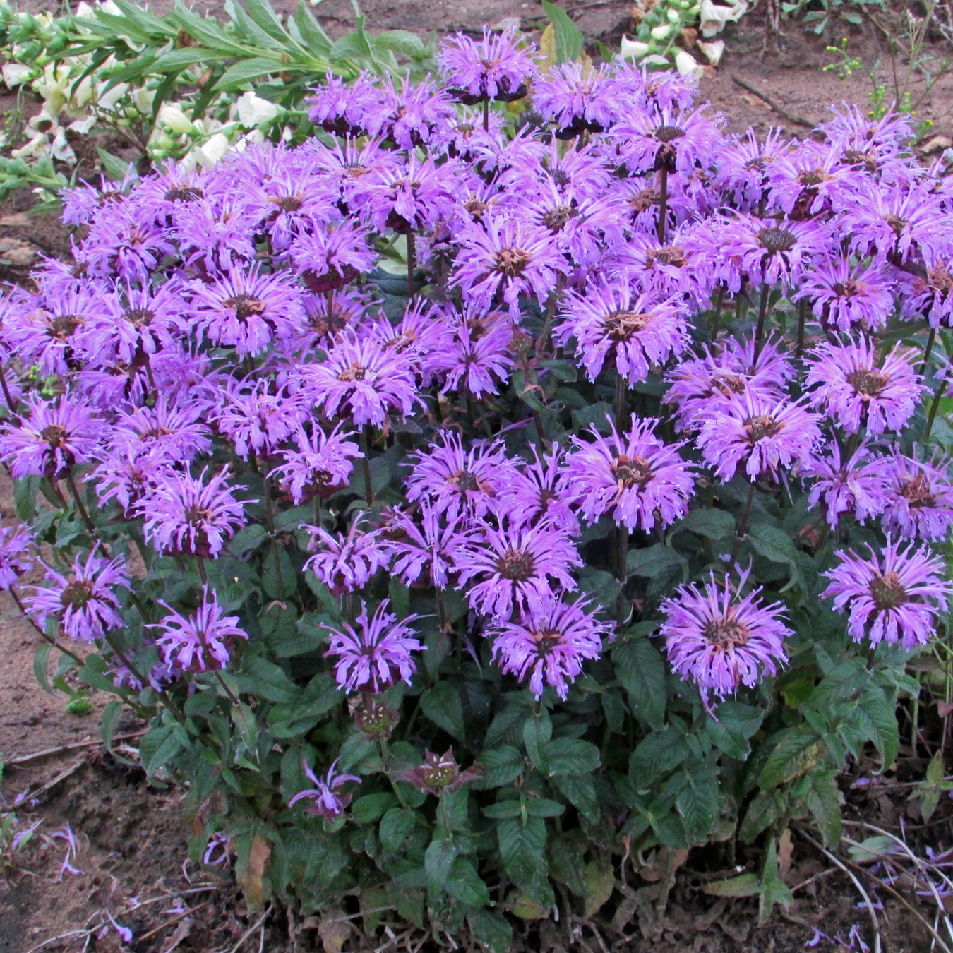 Sugar Buzz Blue Moon Bee Balm