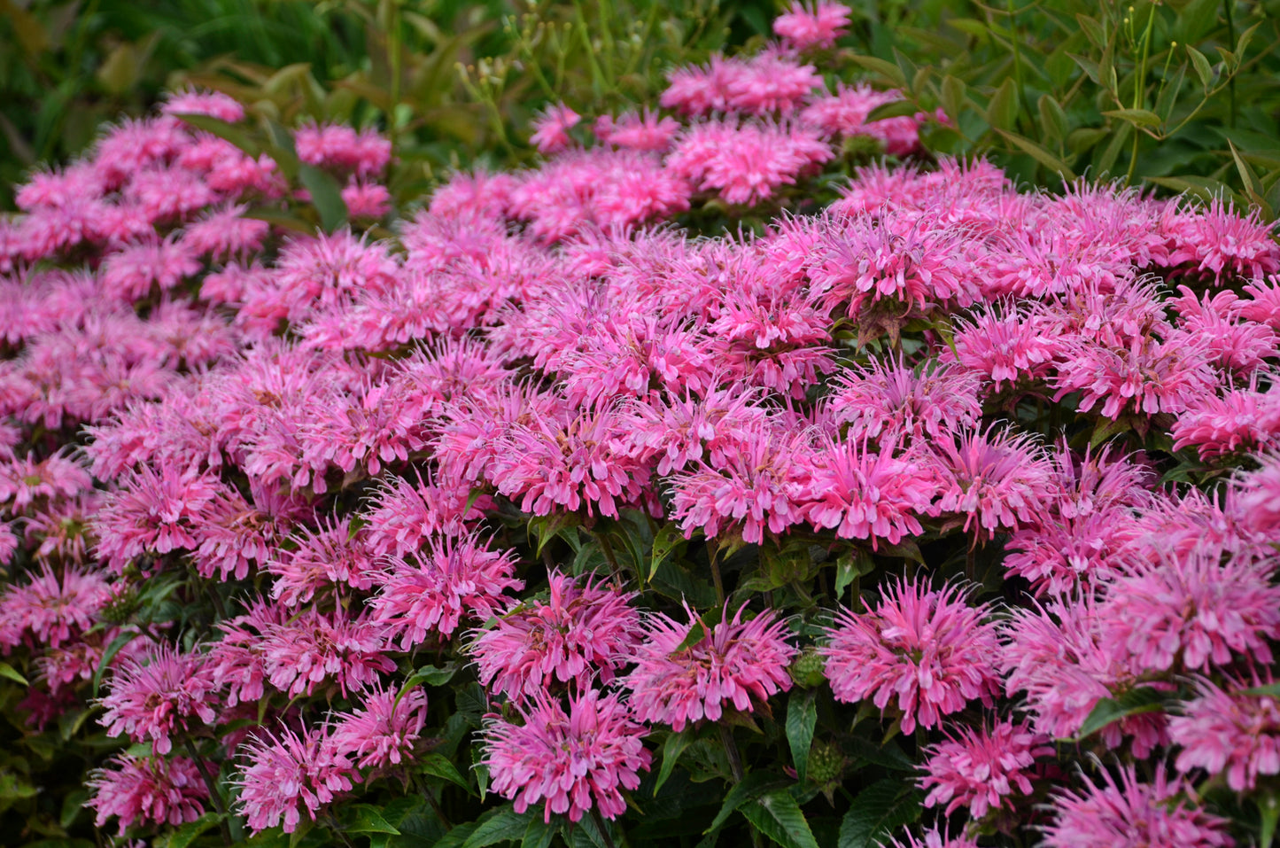 Bubblegum Blast Bee Balm