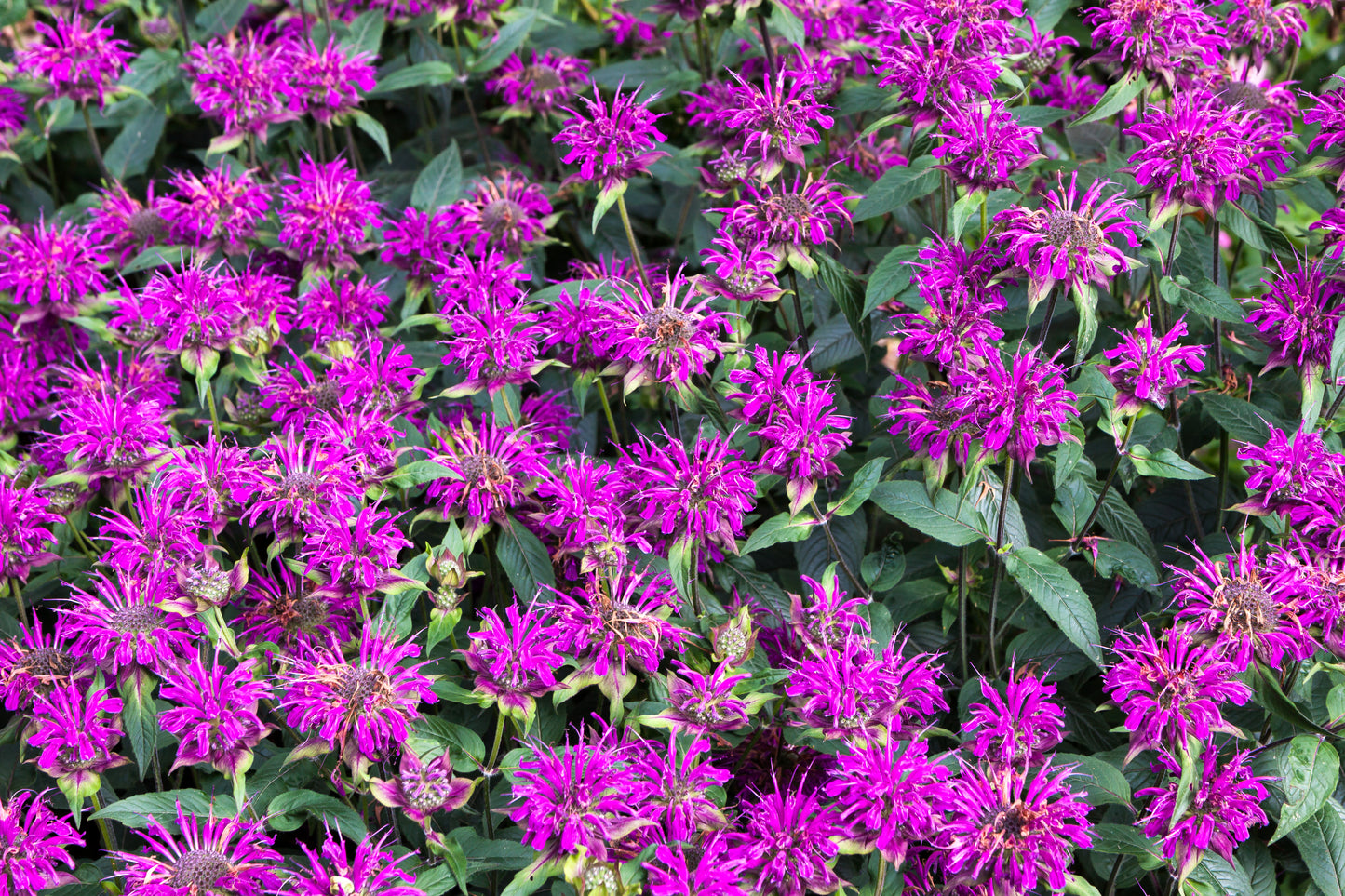 Blue Stocking Bee Balm