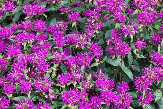 Blue Stocking Bee Balm