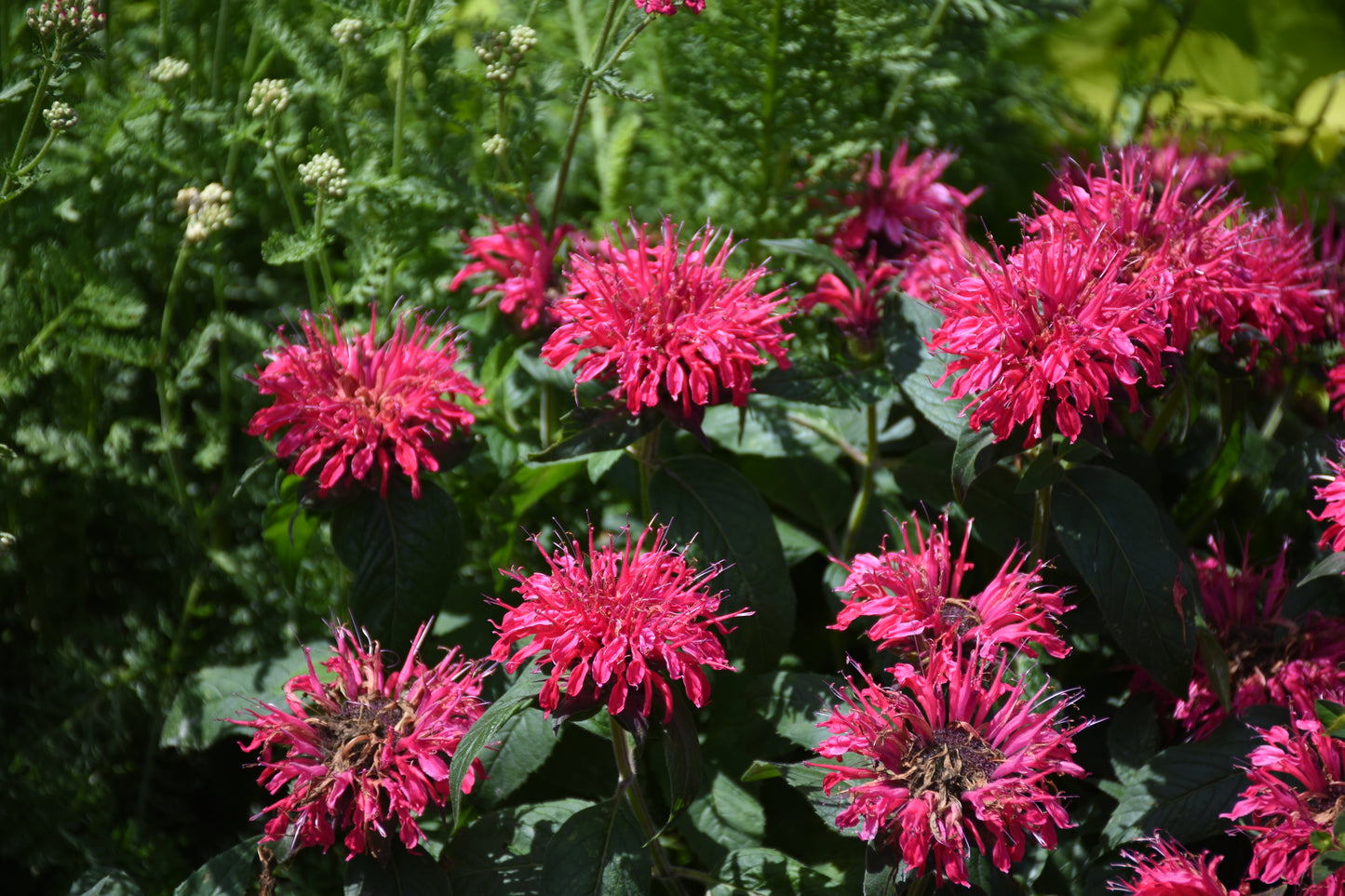 Balmy Rose Bee Balm