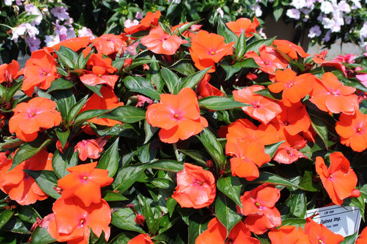 Magnum Fire New Guinea Impatiens
