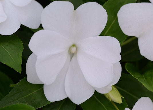 White New Guinea Impatiens