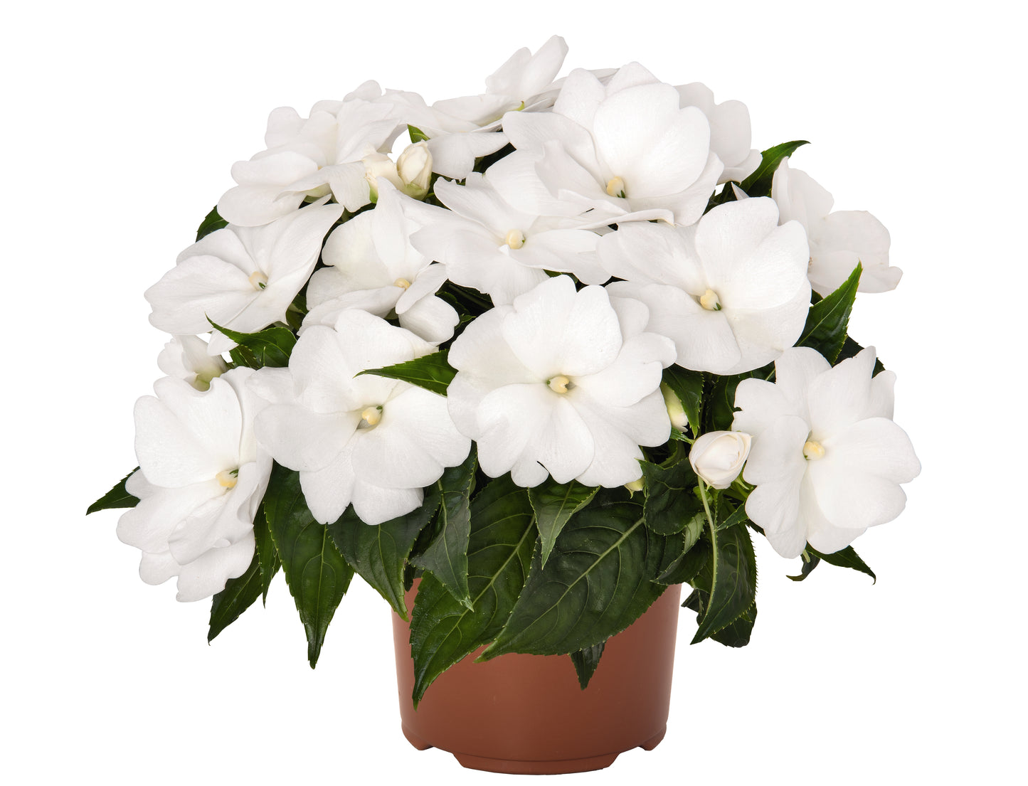 New Guinea Impatiens Magnum