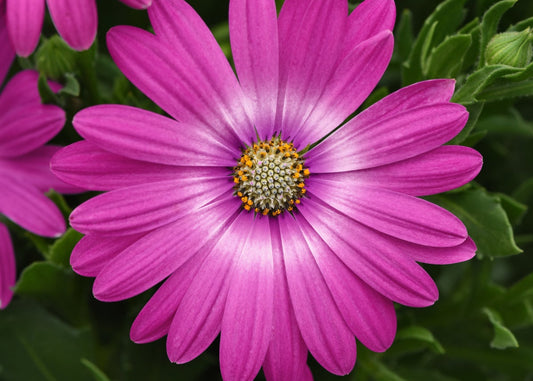 Pink Orbit Oestospermum