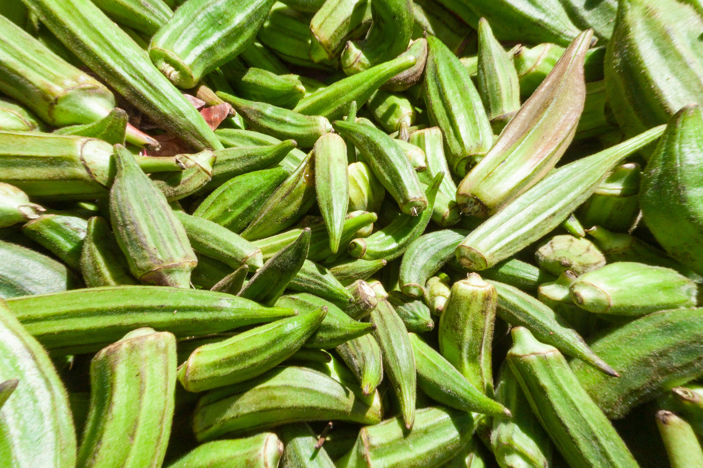 Okra