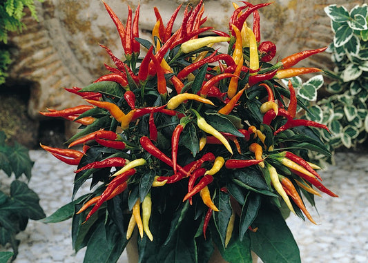 Ornamental Medusa Pepper