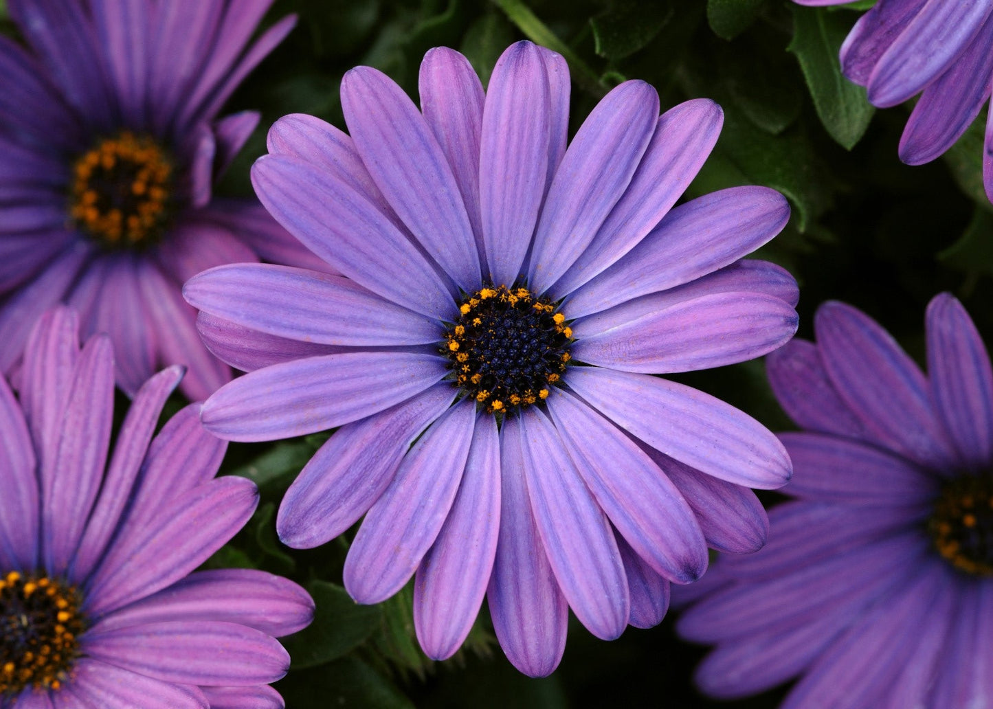 Denim Blue Oestospermum