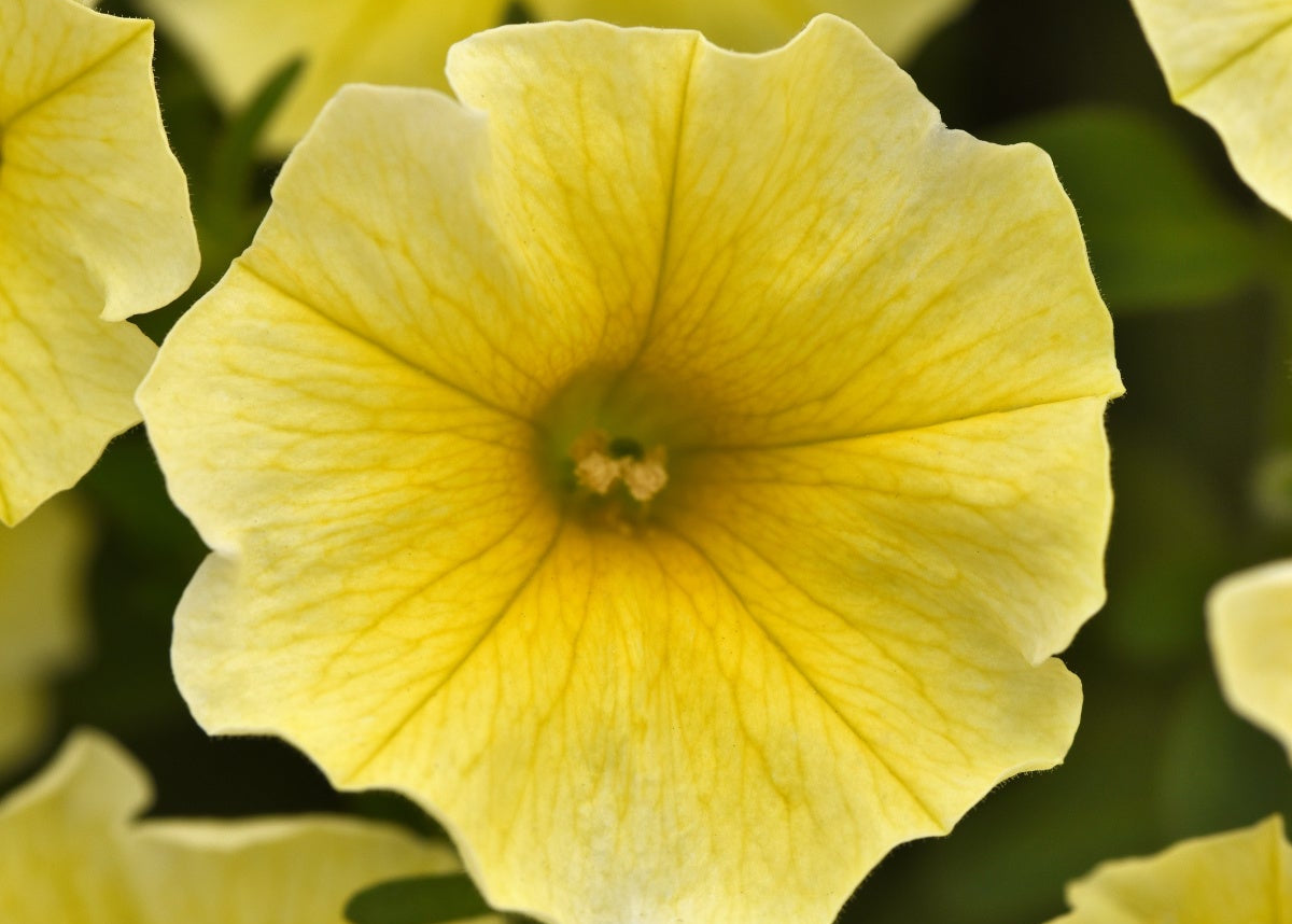 Caliburst Yellow Petchoa