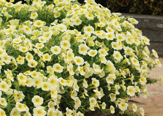 Easy Wave Yellow Trailing Petunia