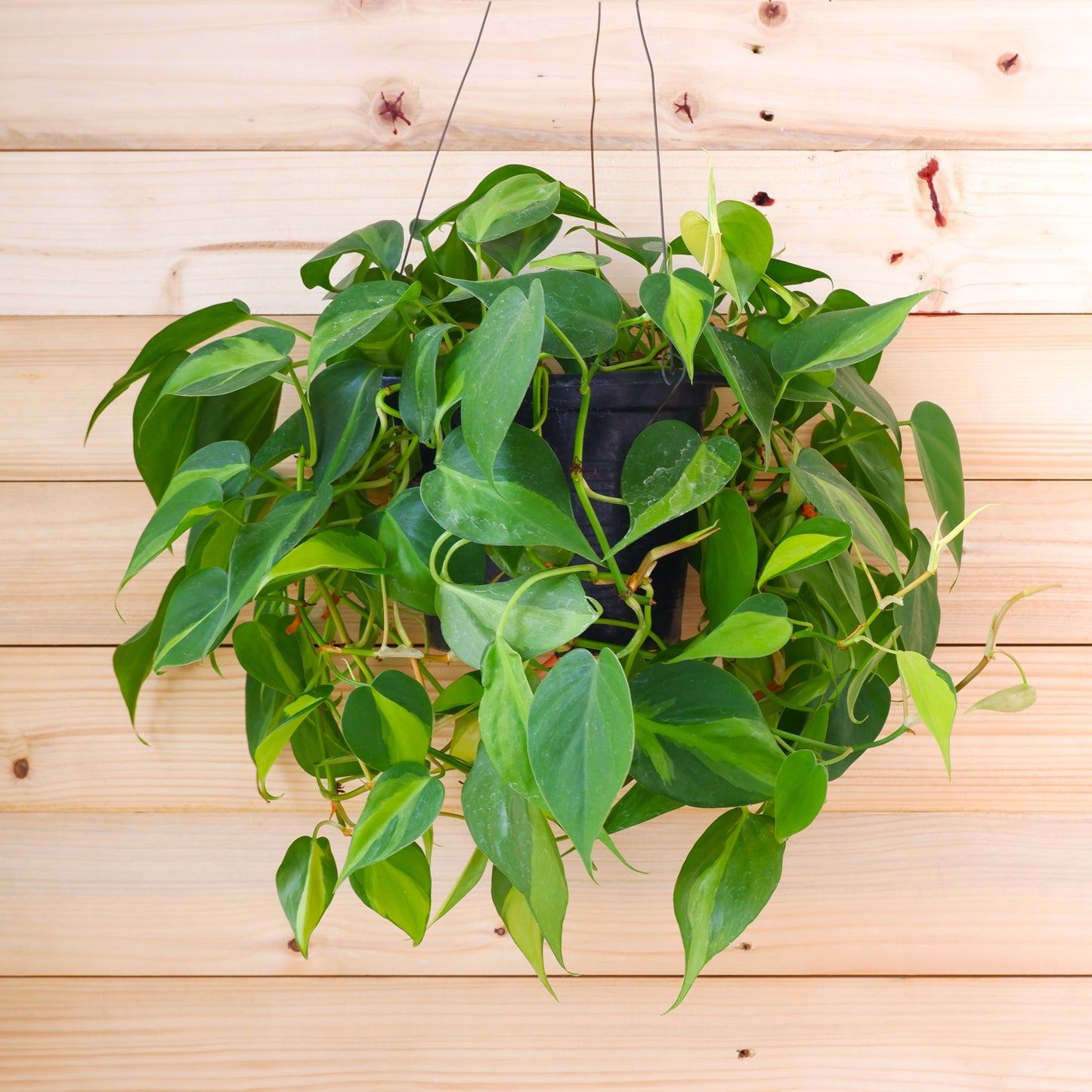 Heartleaf Philodendron