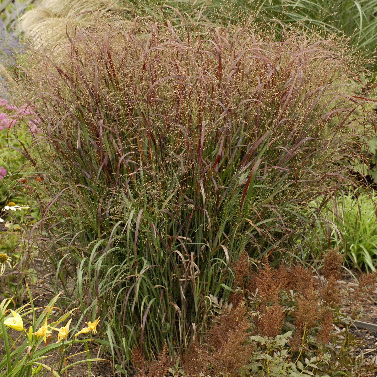 Panicum Prairie Fire