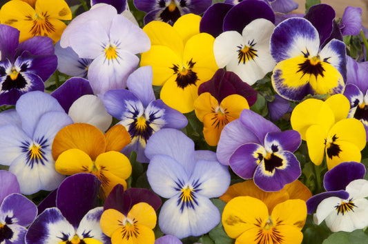 Pansy Oval Planter