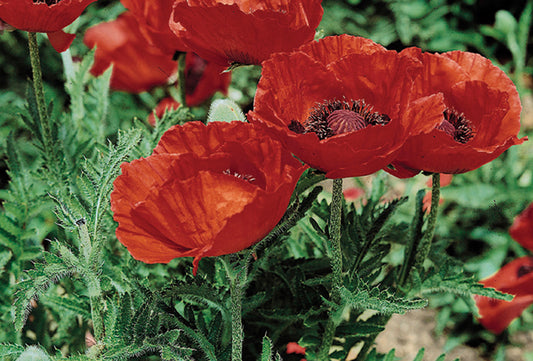 Beauty of Livermere Poppy