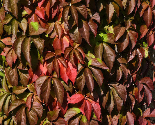 Virginia Creeper Engelmannii