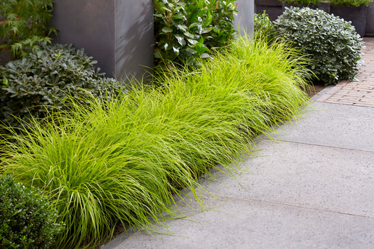 Lumen Gold Fountain Grass
