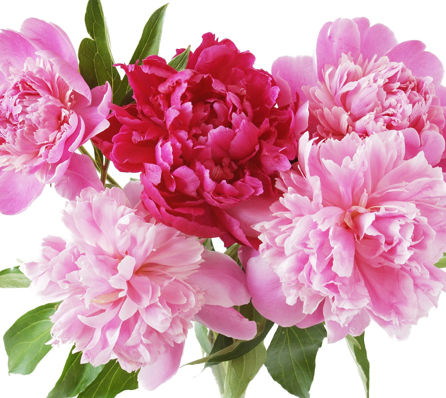 Pink Paeonia