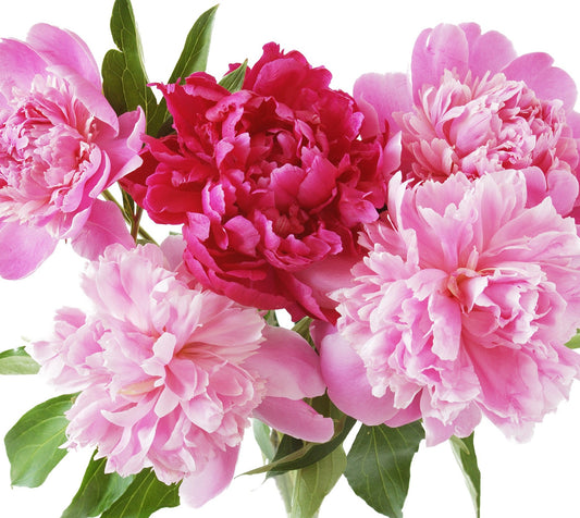 Pink Paeonia