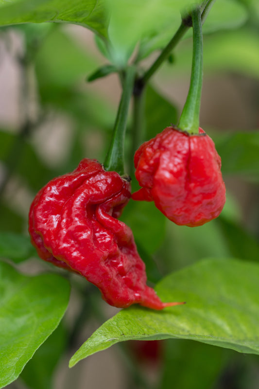 Carolina Reaper