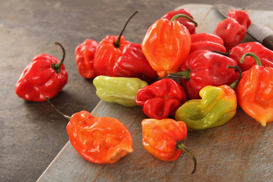 Scotch Bonnet Hot Pepper