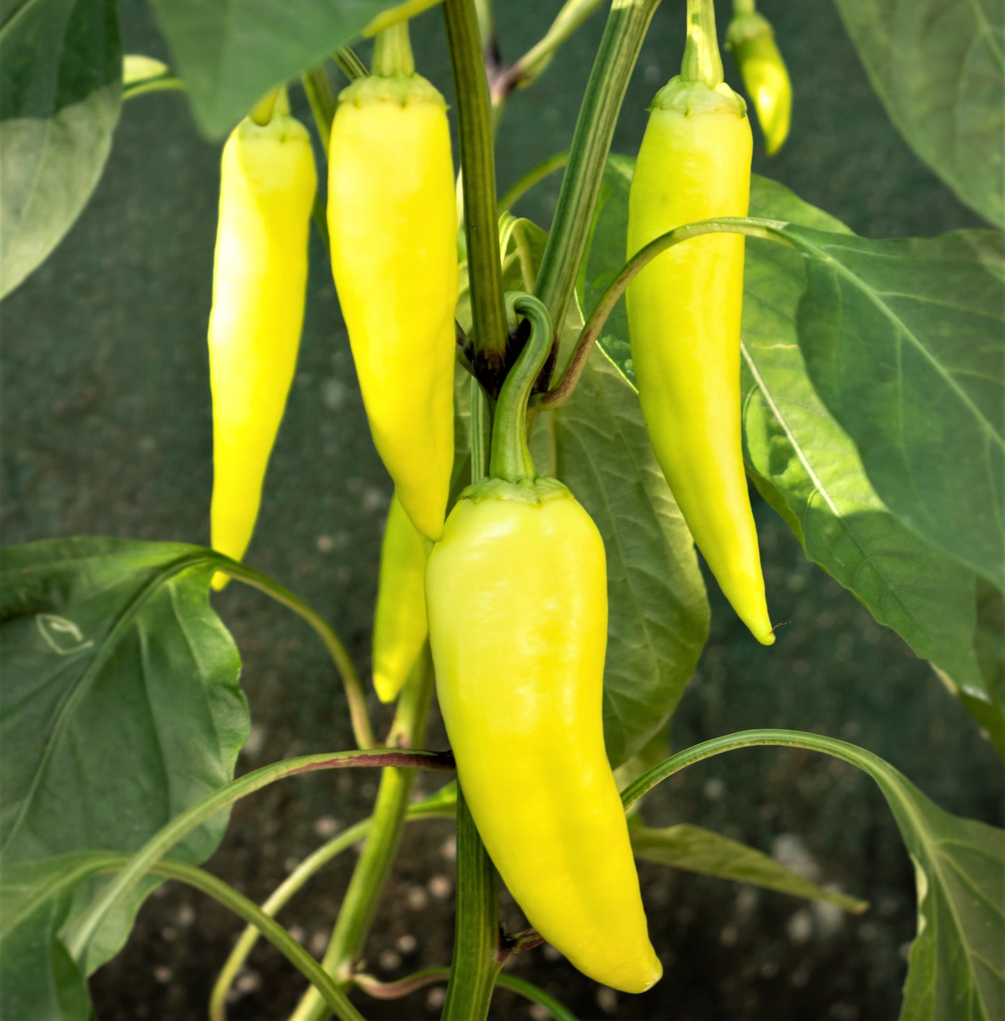 Hot Banana Pepper