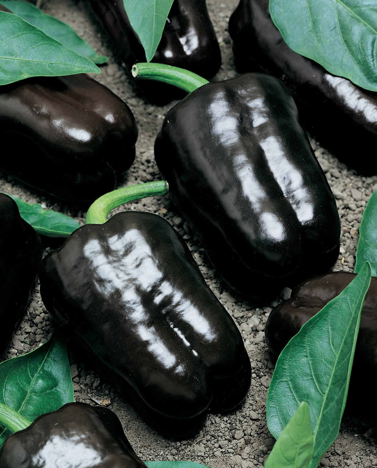 Purple Beauty Bell Pepper