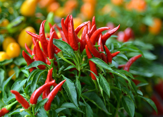 Super Chili Hot Pepper