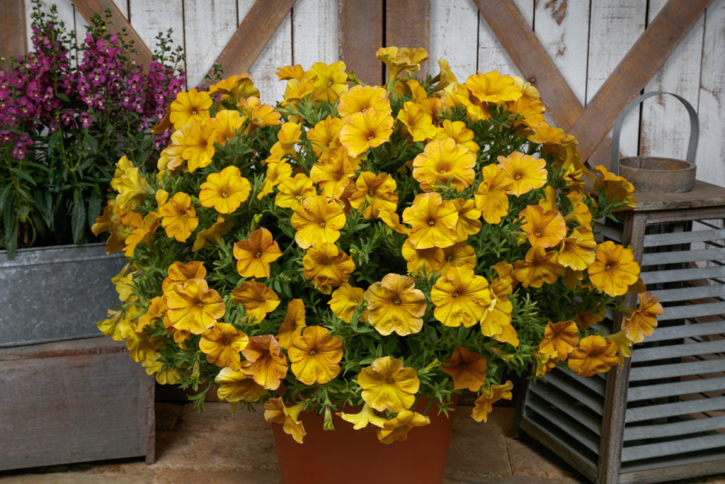 Petunia SuperCal Fall