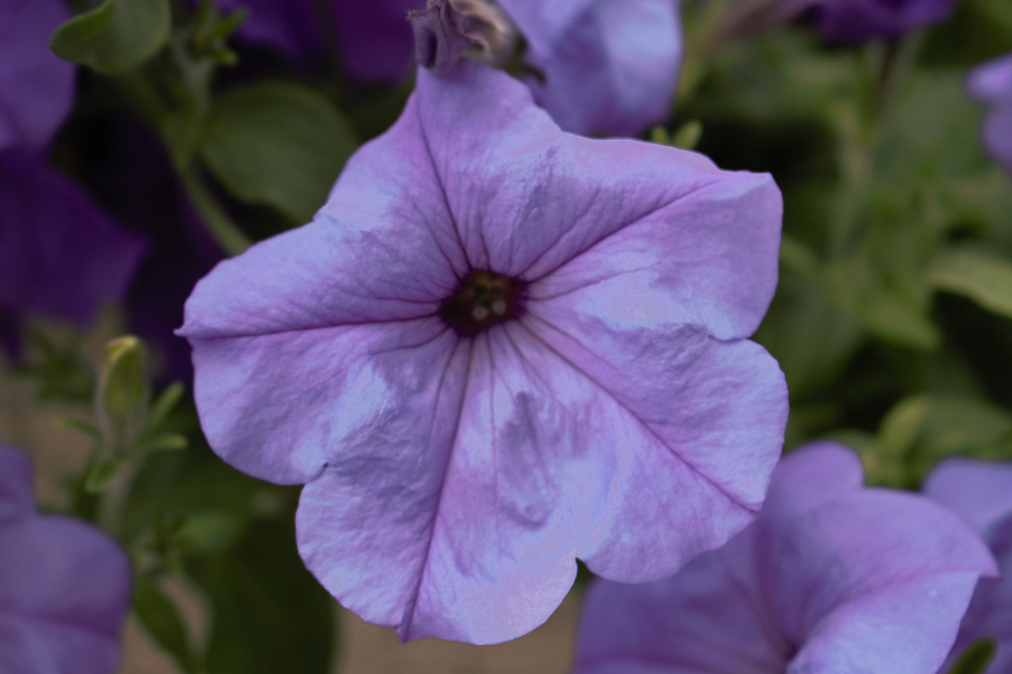 Evening Scented Petunia