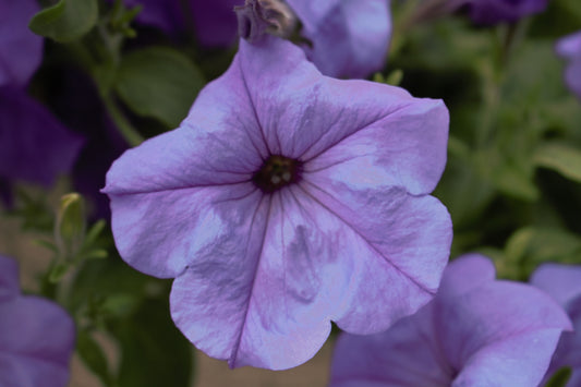 Evening Scented Petunia