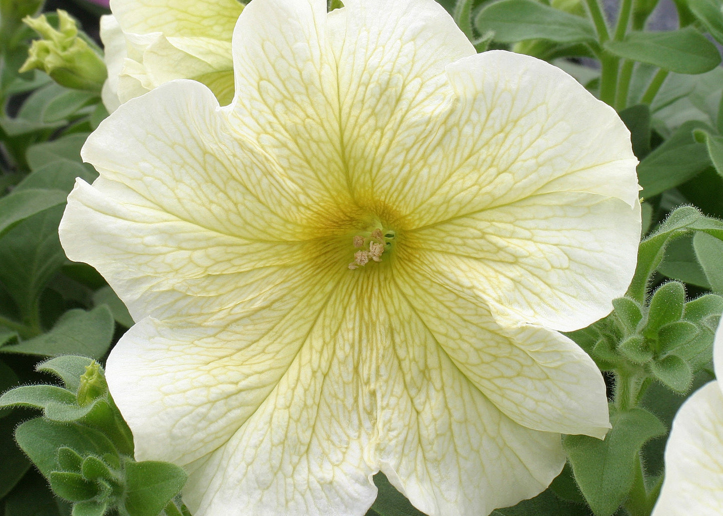 Prism Sunshine Petunia